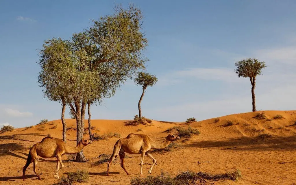 Bassata Desert Village
