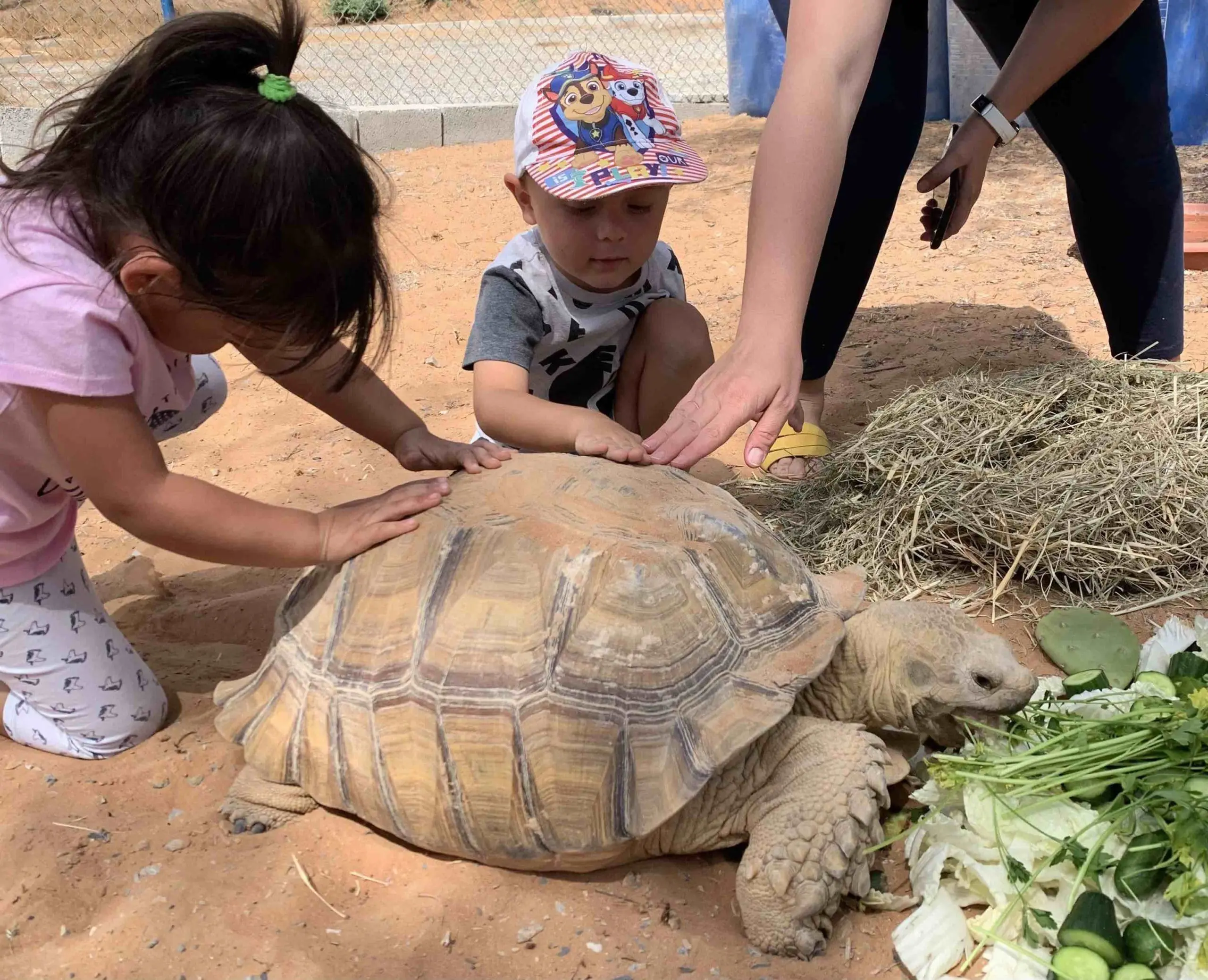 RAK Glamping_Tortoise feeding
