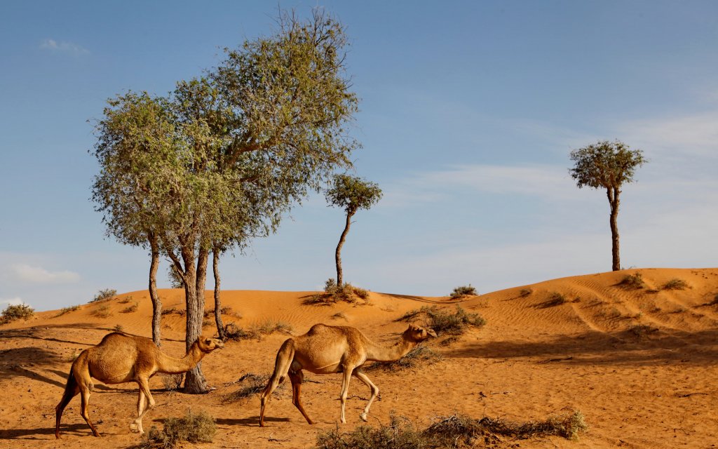 Bassata Desert Village