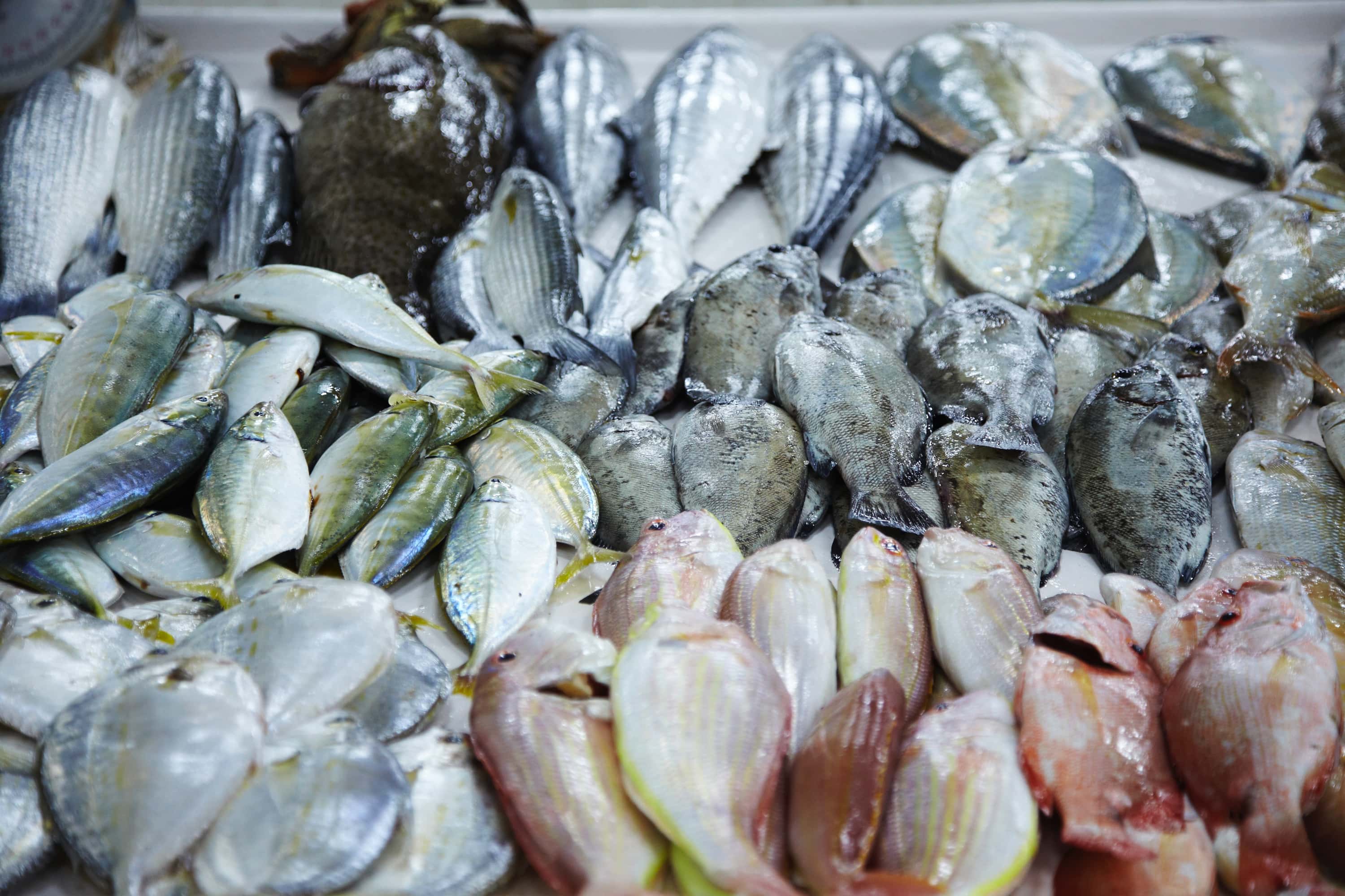Al Mairid Fish Market Fish