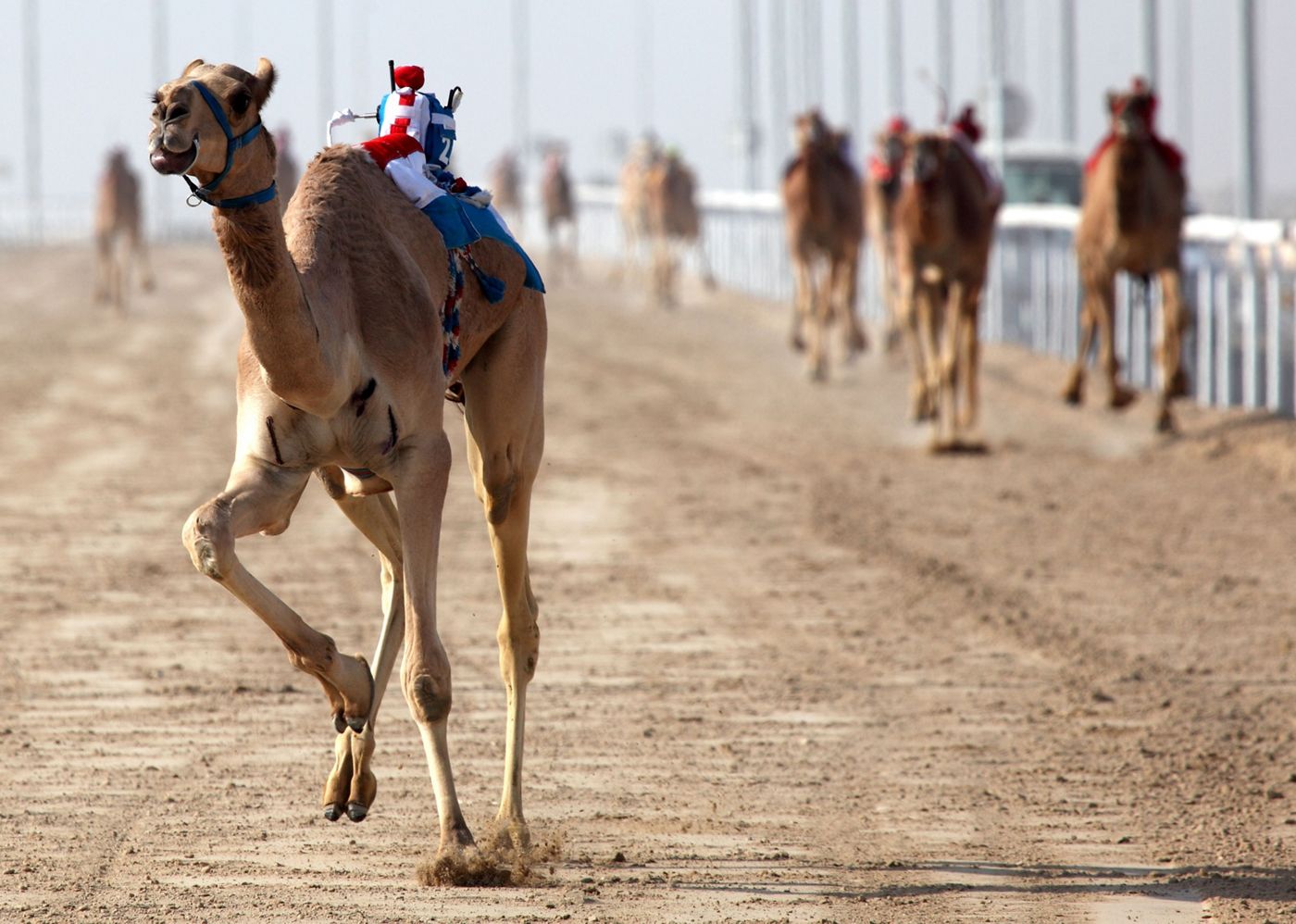 Al Sawan Camel Race Track Racing