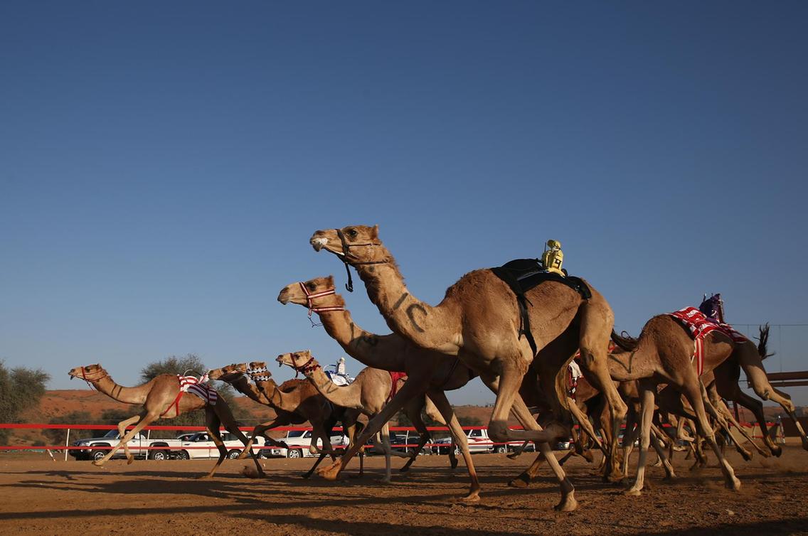 Al Sawan Camel Race Track Ras Al Khaimah