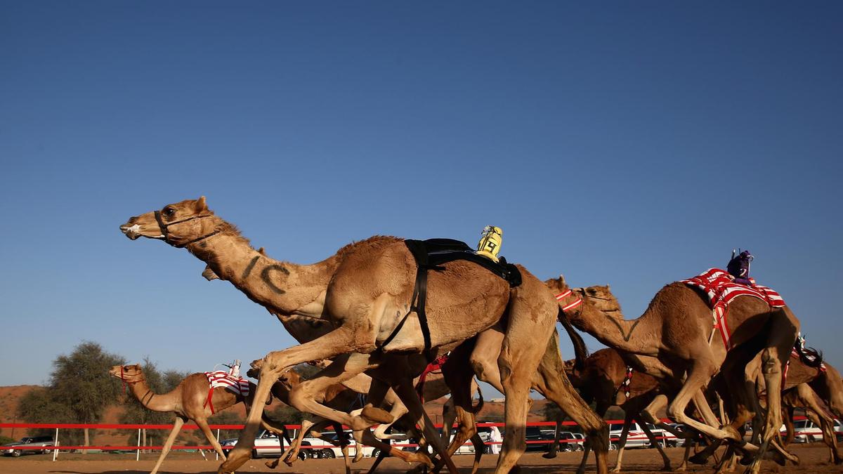 Al Sawan Camel Race Track