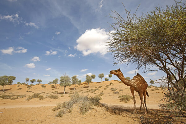 camel