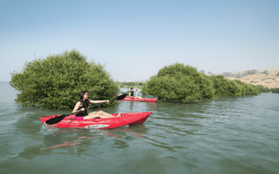 Mangrove Kayaking in RAK