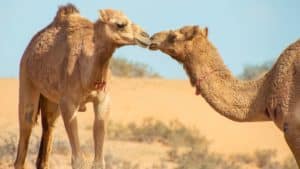 Nadar junto dos camelos em Ras Al Khaimah