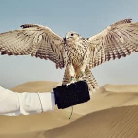 falconry