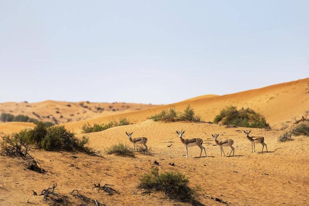 The Ritz-Carlton Ras Al Khaimah, Al Wadi Desert